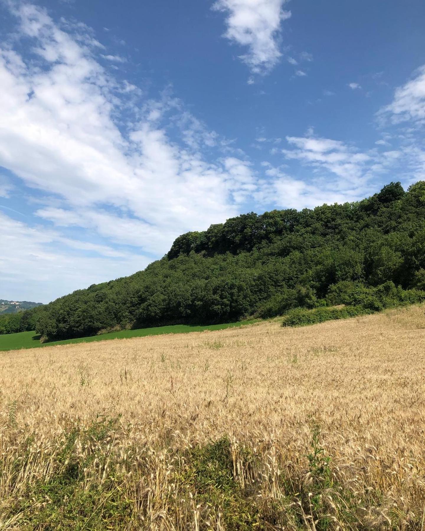 Agriturismo L'Esinante Cupramontana ภายนอก รูปภาพ
